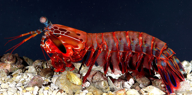 MANTIS SHRIMP